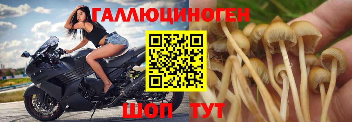 где найти   Вход с VPN  Муравленко  Галлюциногенные грибы Psilocybine cubensis 